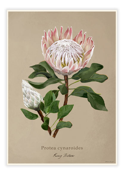 Protea cynaroides - King Protea