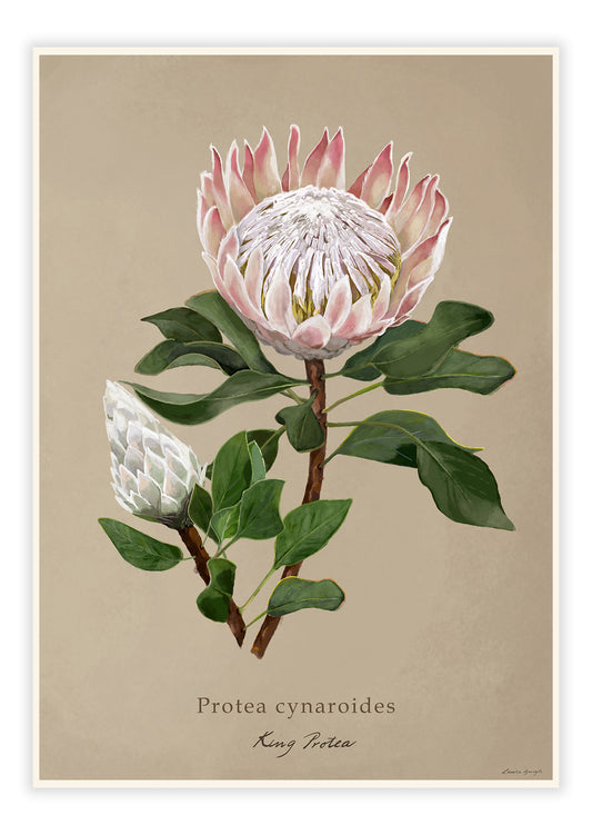 Protea cynaroides - King Protea