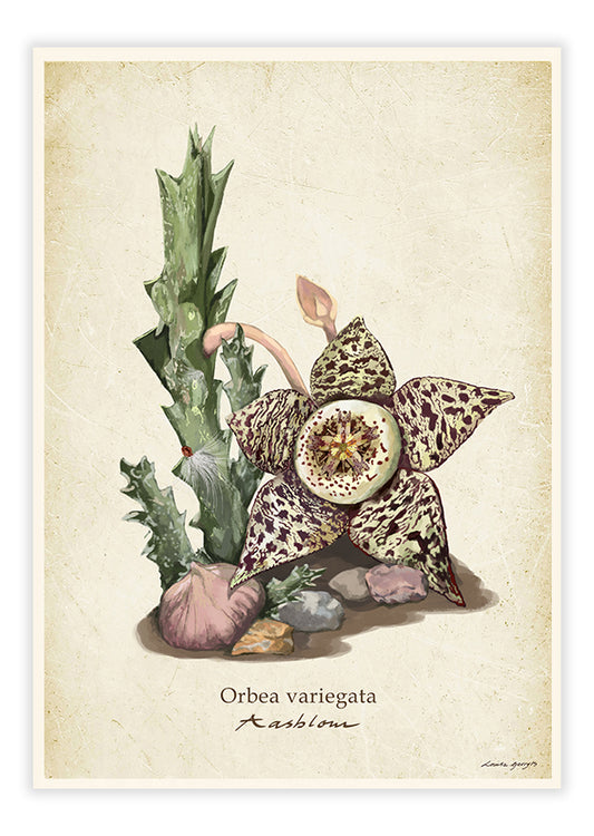 Karoo Succulents -  Aasblom