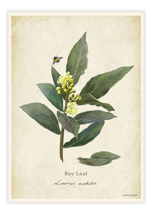 Bay Leaf on a Vintage Background