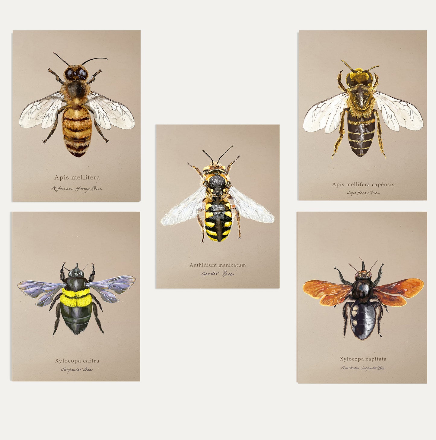 Bees Bundle 3 Small On Brown