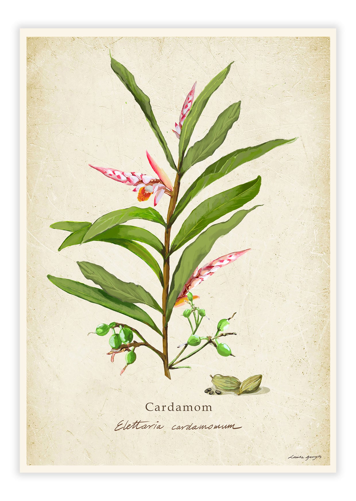 Cardemom on a Vintage Background