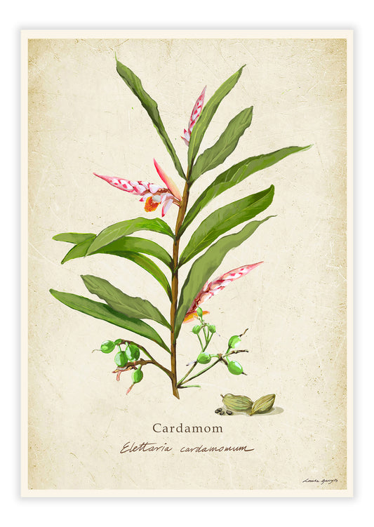 Cardemom on a Vintage Background