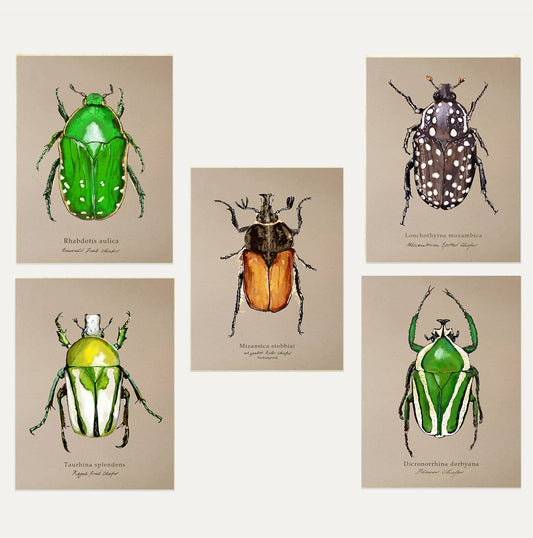 Chafers Card Bundle 1 on Brown