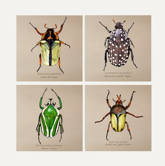 Chafers Card Bundle 1 Big on Brown