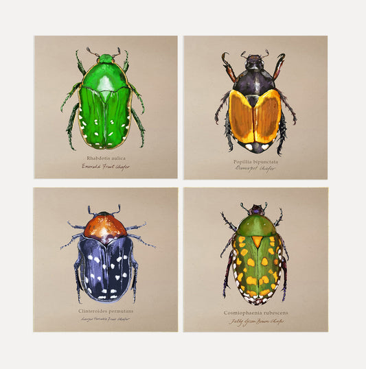 Chafers Card Bundle 2 Big on Brown