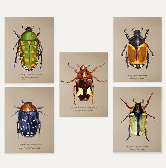 Chafers Card Bundle 2 Small on Brown