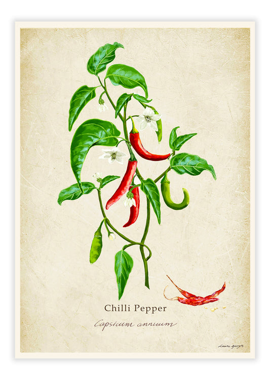 Chilli Pepper on a Vintage Background