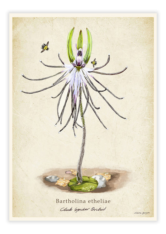 Club Spider Orchid on a Vintage Background