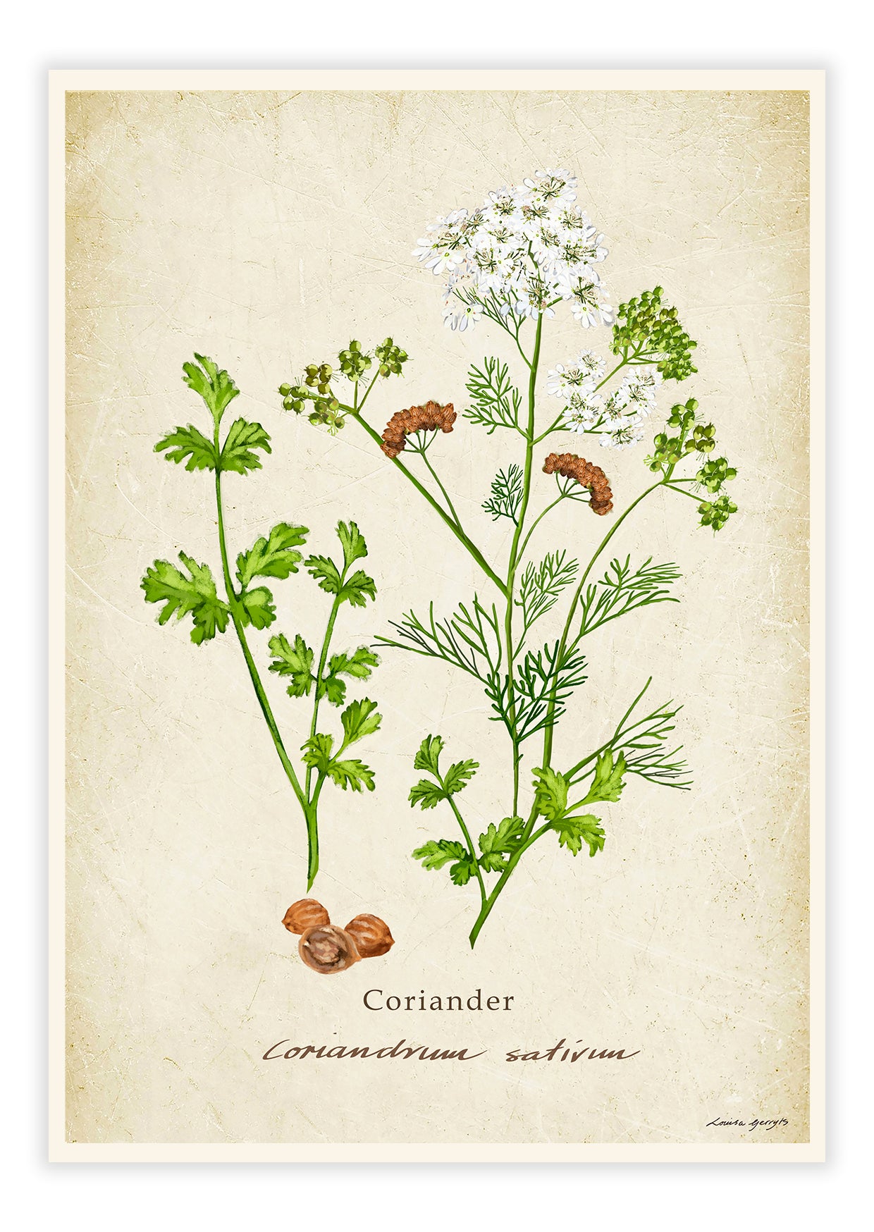 Coriander on a Vintage Background