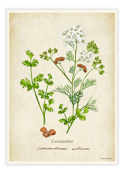 Coriander on a Vintage Background