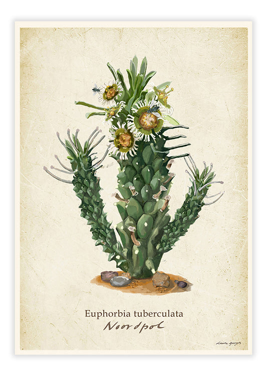 Karoo Succulents - Euphorbia