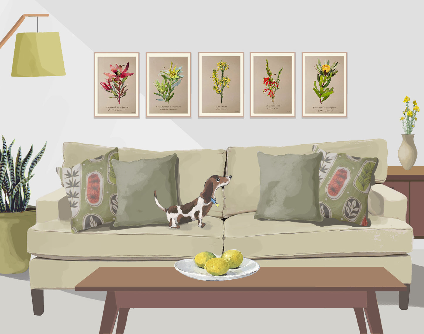 Limestone Conebush on Brown