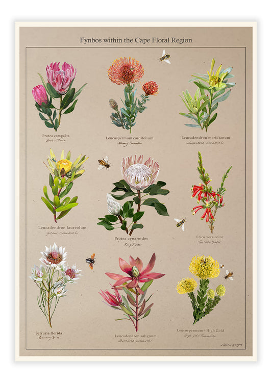 Fynbos Collection on Brown