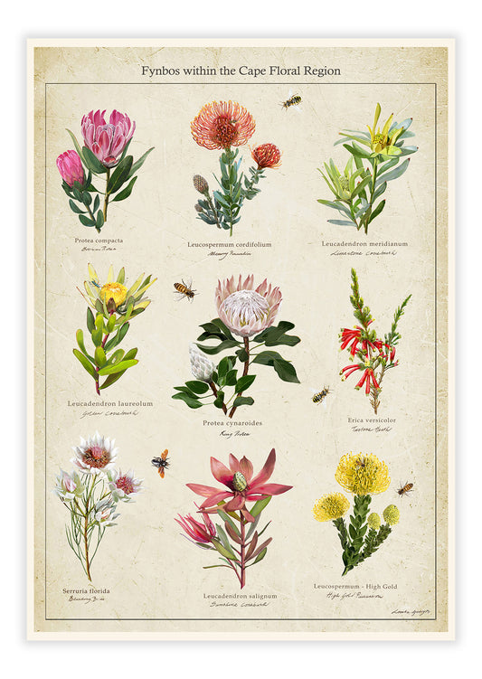 Fynbos Collection on a Vintage Background