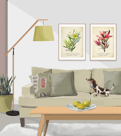 Sunshine Conebush on a Vintage Background