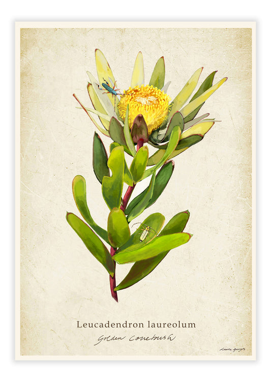 Golden Conebush on a Vintage Background