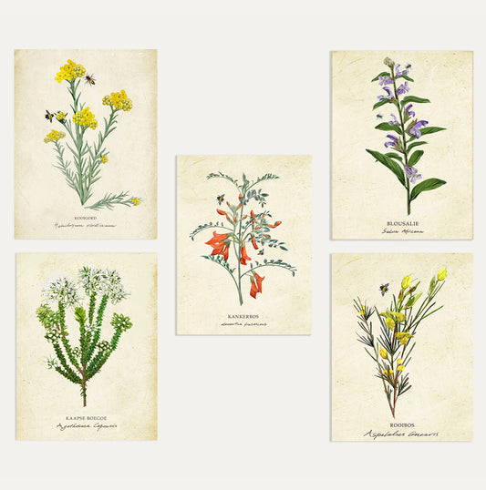 Healing plants of South Africa Card Bundle Small on a Vintage Background