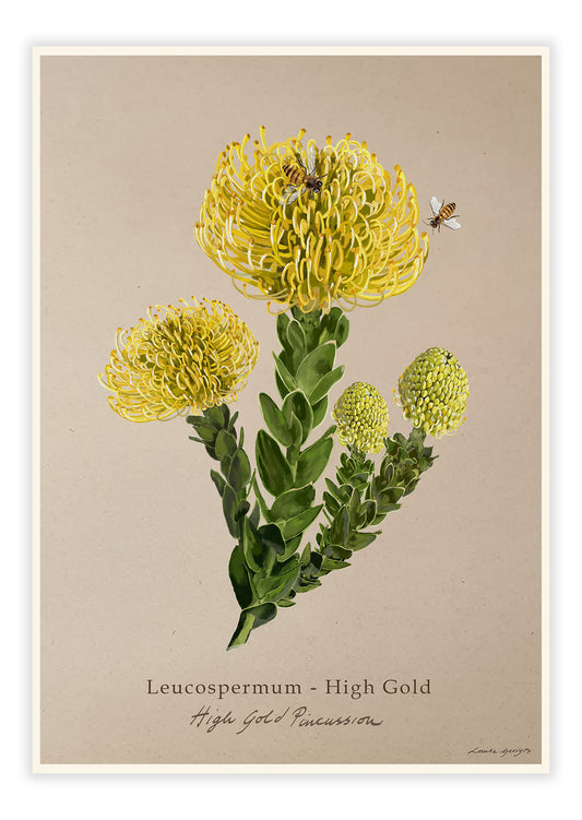Leucospermum  High Gold on Brown