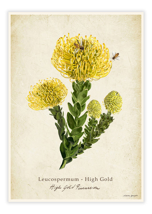Leucospermum High Gold on a Vintage Background