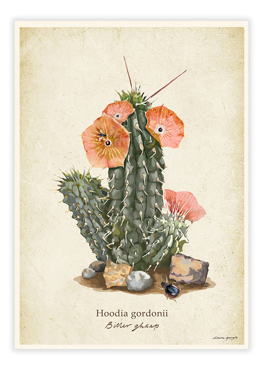 Karoo Succulents Hoodia