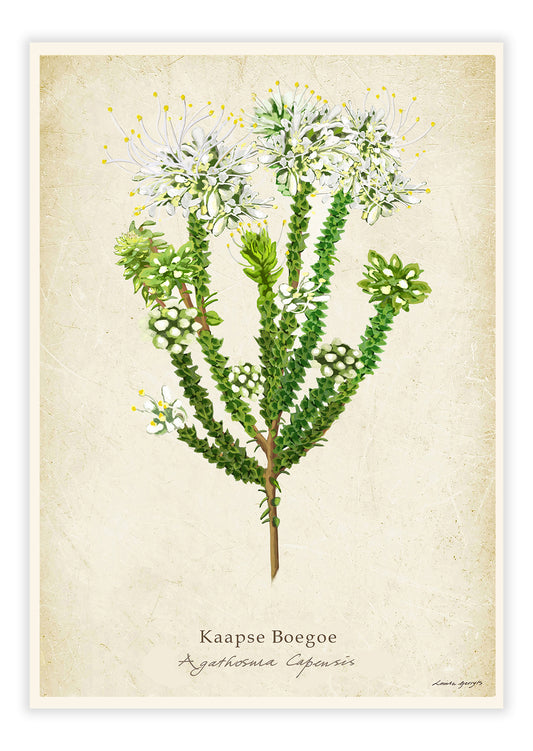 Kaapse Boegoe on a Vintage Background