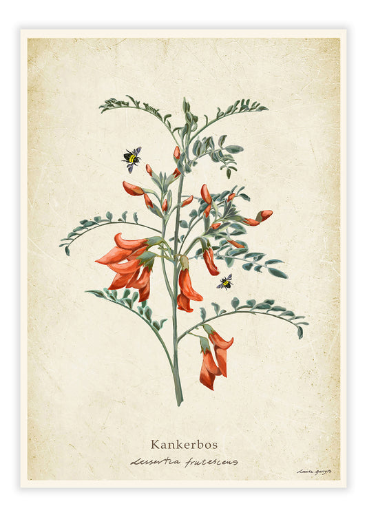 Kankerbos on a Vintage Background