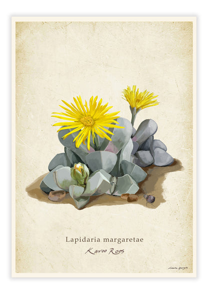 Karoo Roos on a Vintage Background