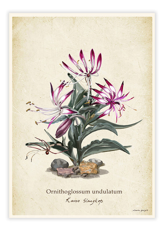 Karoo Succulents - Slangkop