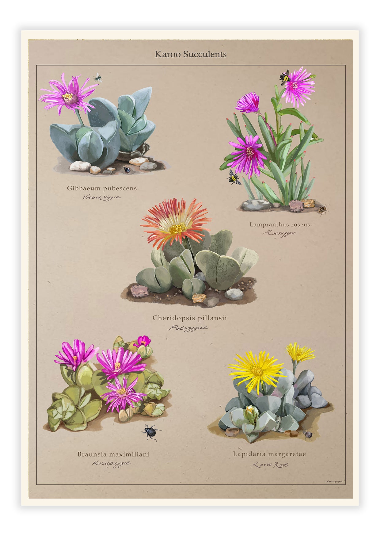 Karoo Succulents Collection on Brown