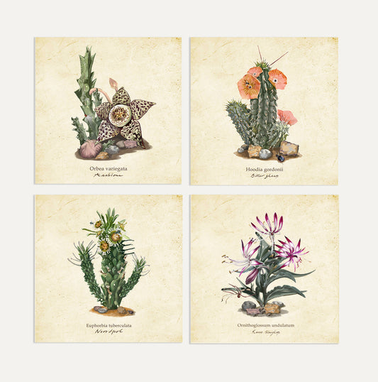 Karoo Succulents Card Bundle Big 2