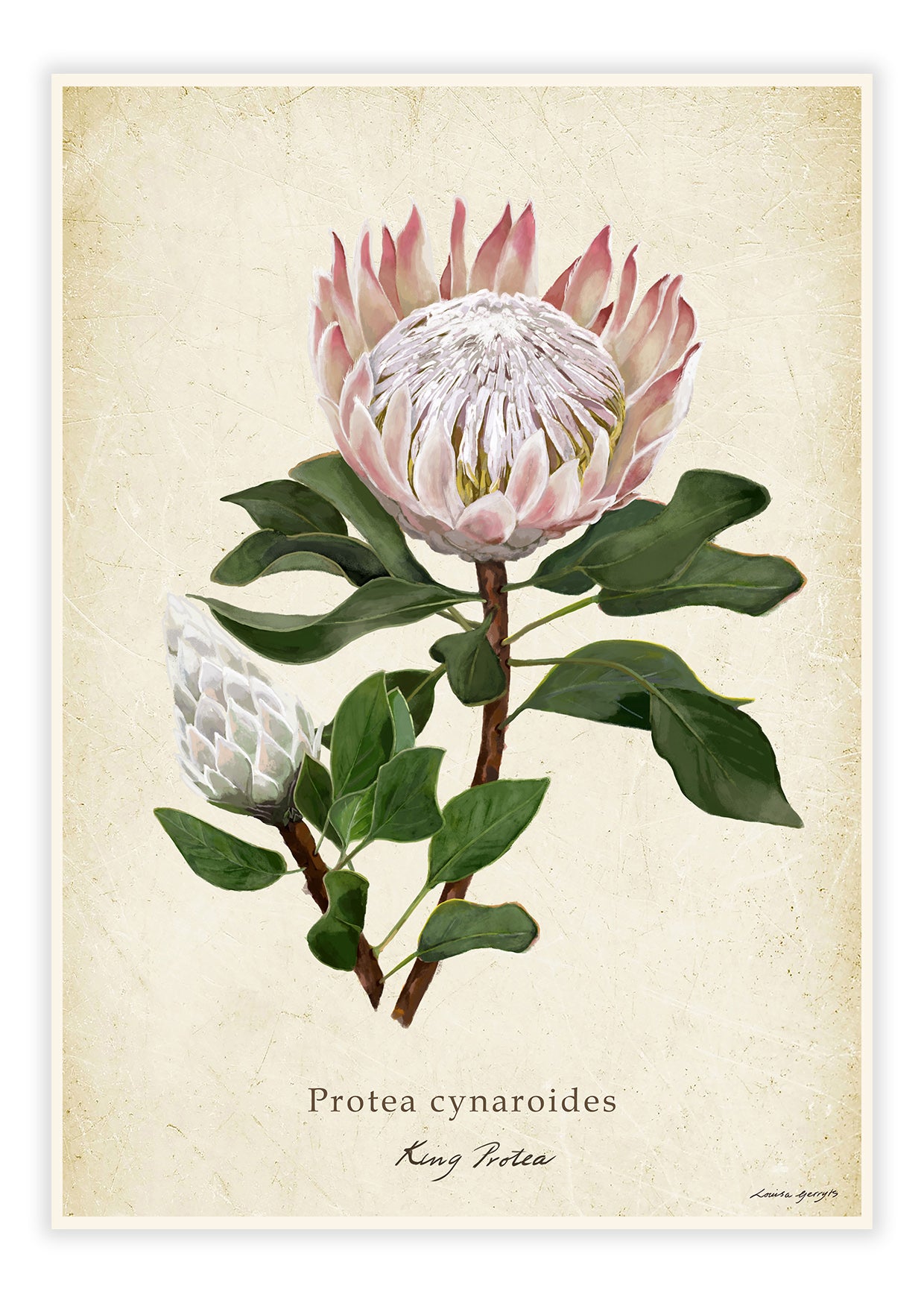 Protea cynaroides - King Protea