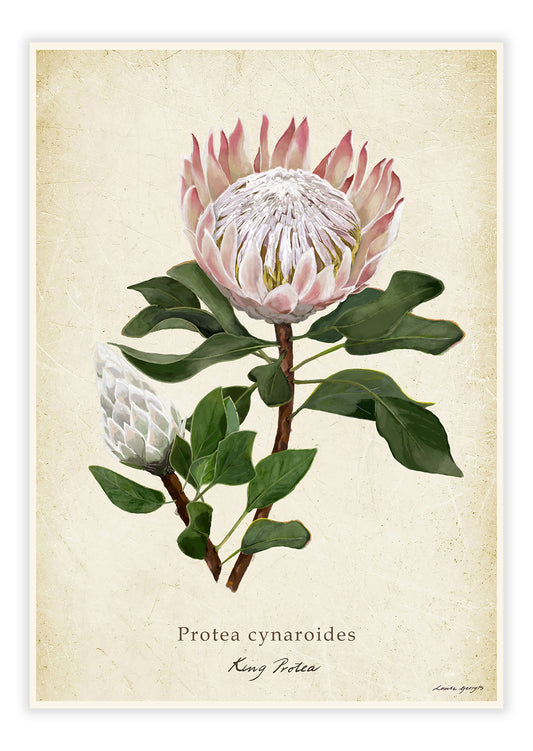 Protea cynaroides - King Protea