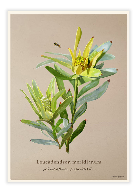 Limestone Conebush on Brown