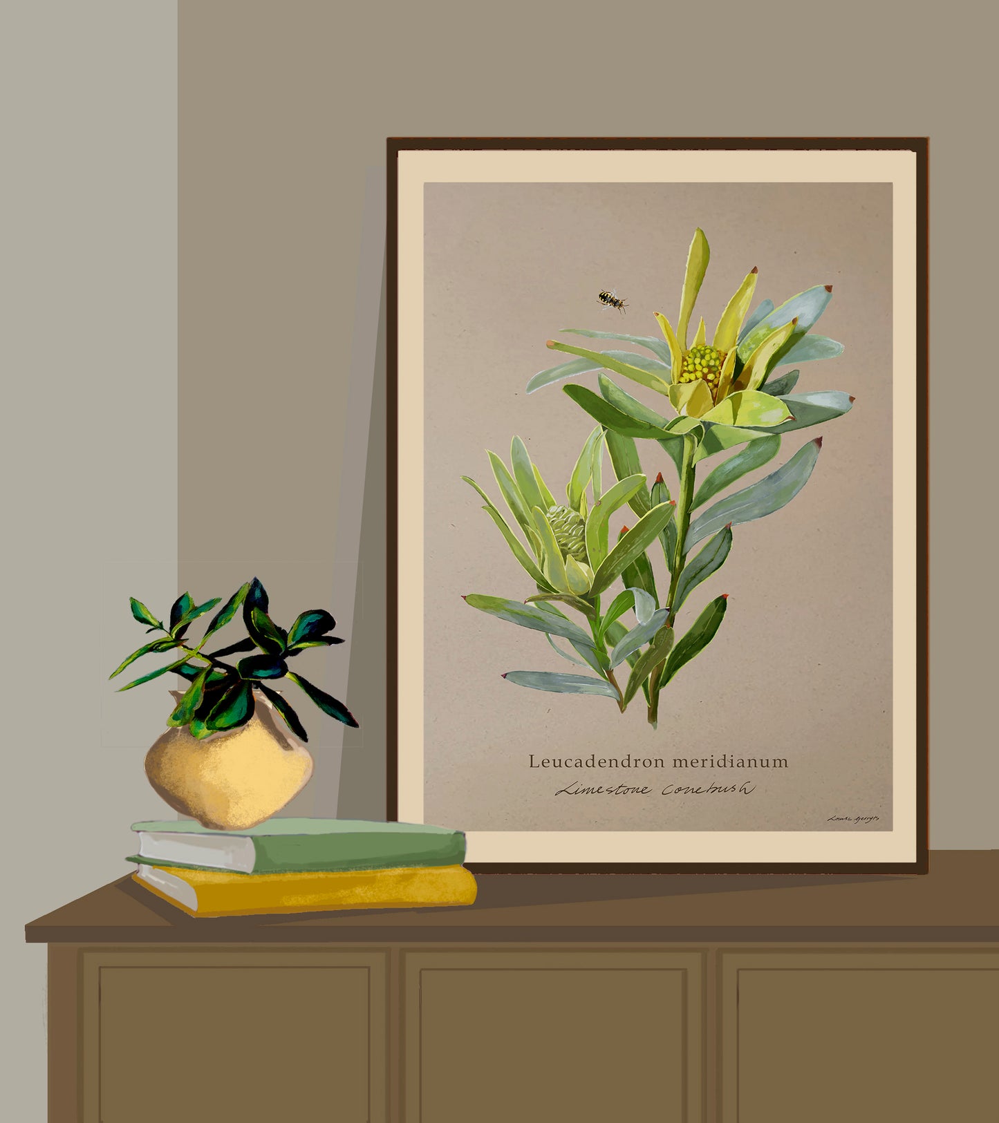 Limestone Conebush on Brown