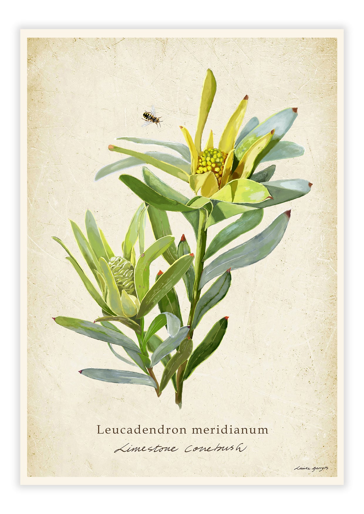 Featured – Vink Illustrated