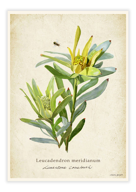 Limestone Conebush on a Vintage Background