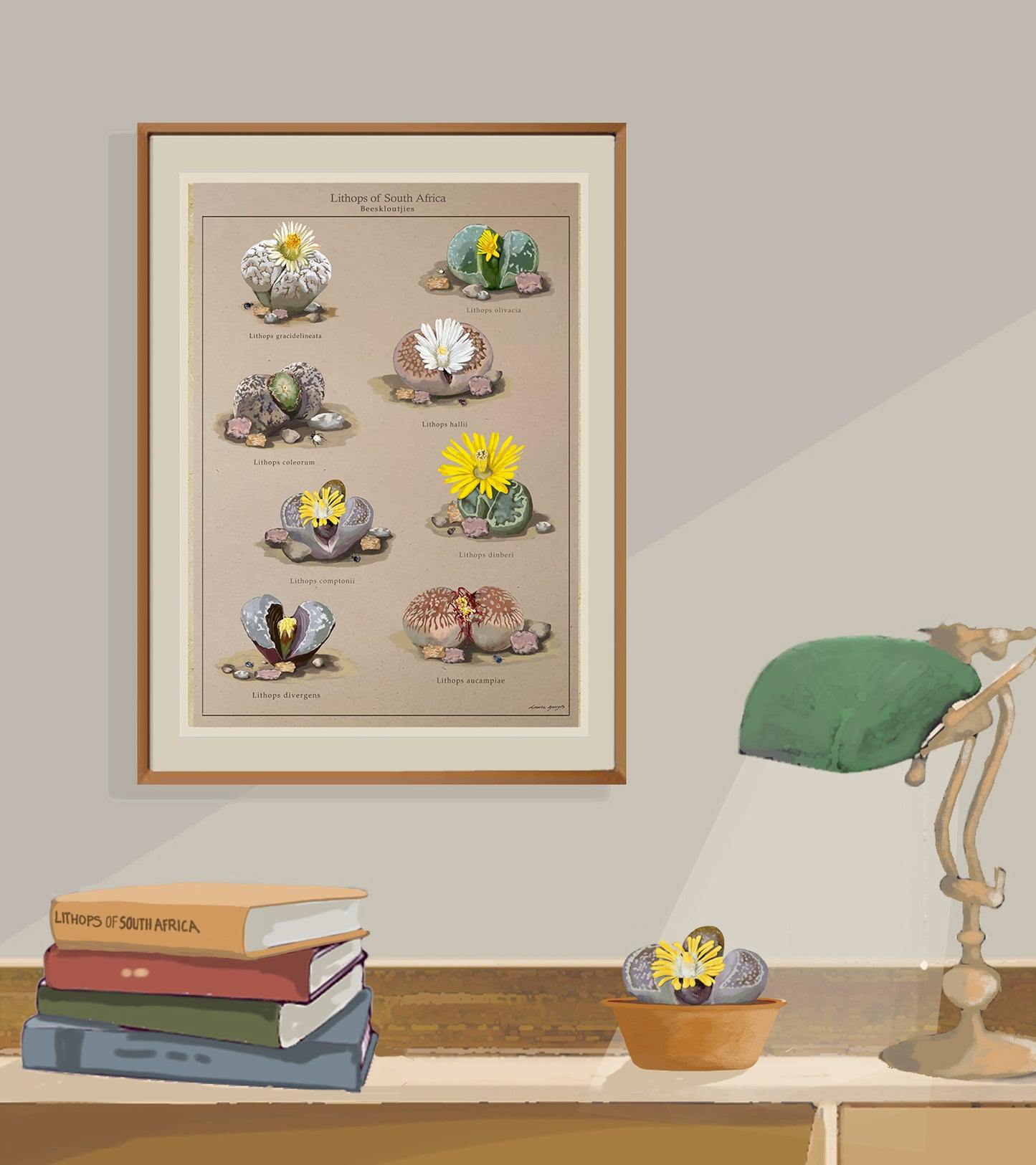 Lithops - Beeskloutjies Collection on Brown