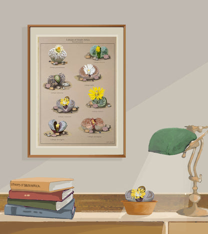 Lithops - Beeskloutjies Collection on Brown