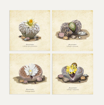 Lithops Card Bundle Big on a Vintage Background