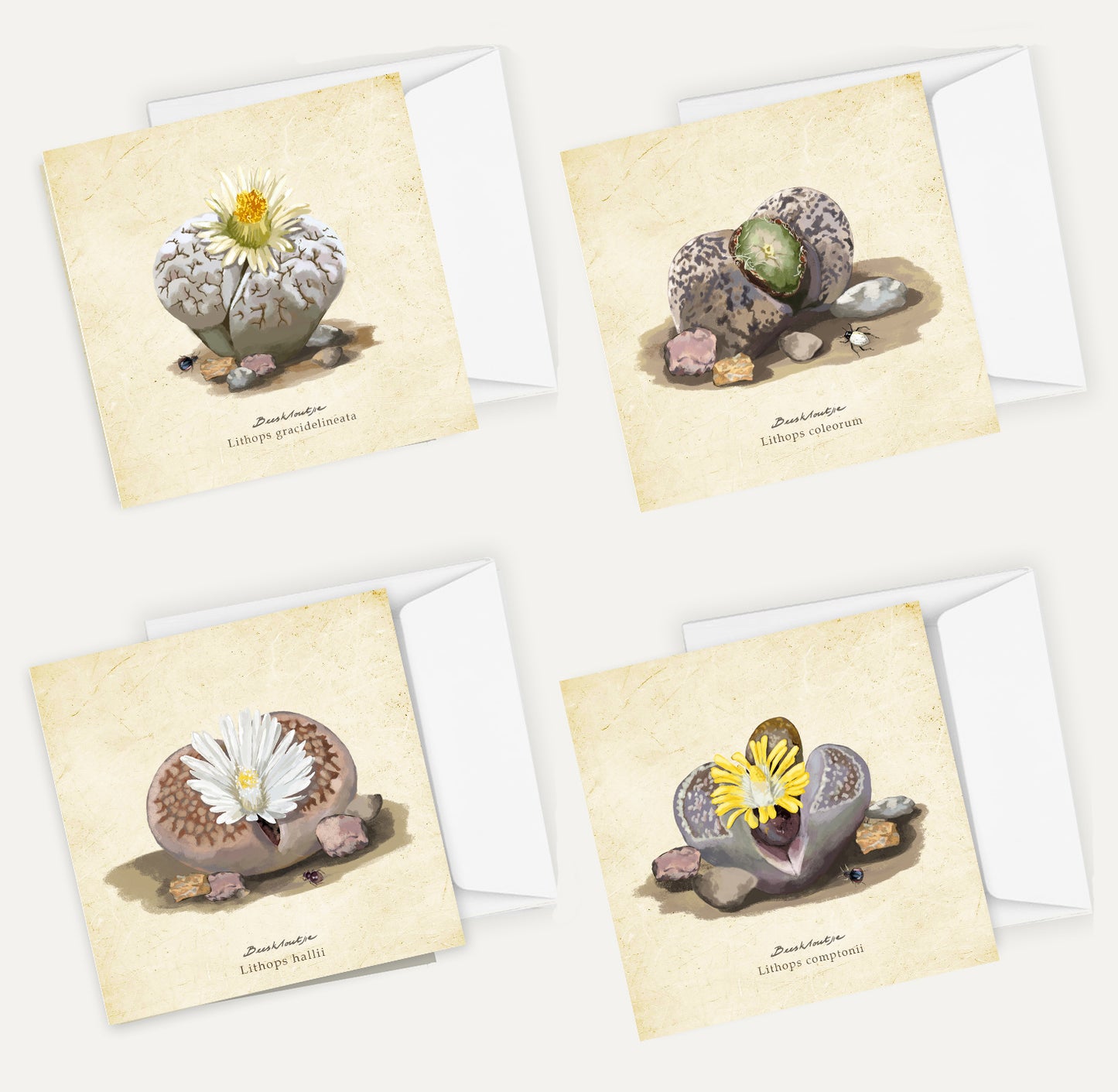 Lithops Card Bundle Big on a Vintage Background