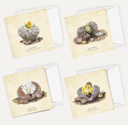 Lithops Card Bundle Big on a Vintage Background