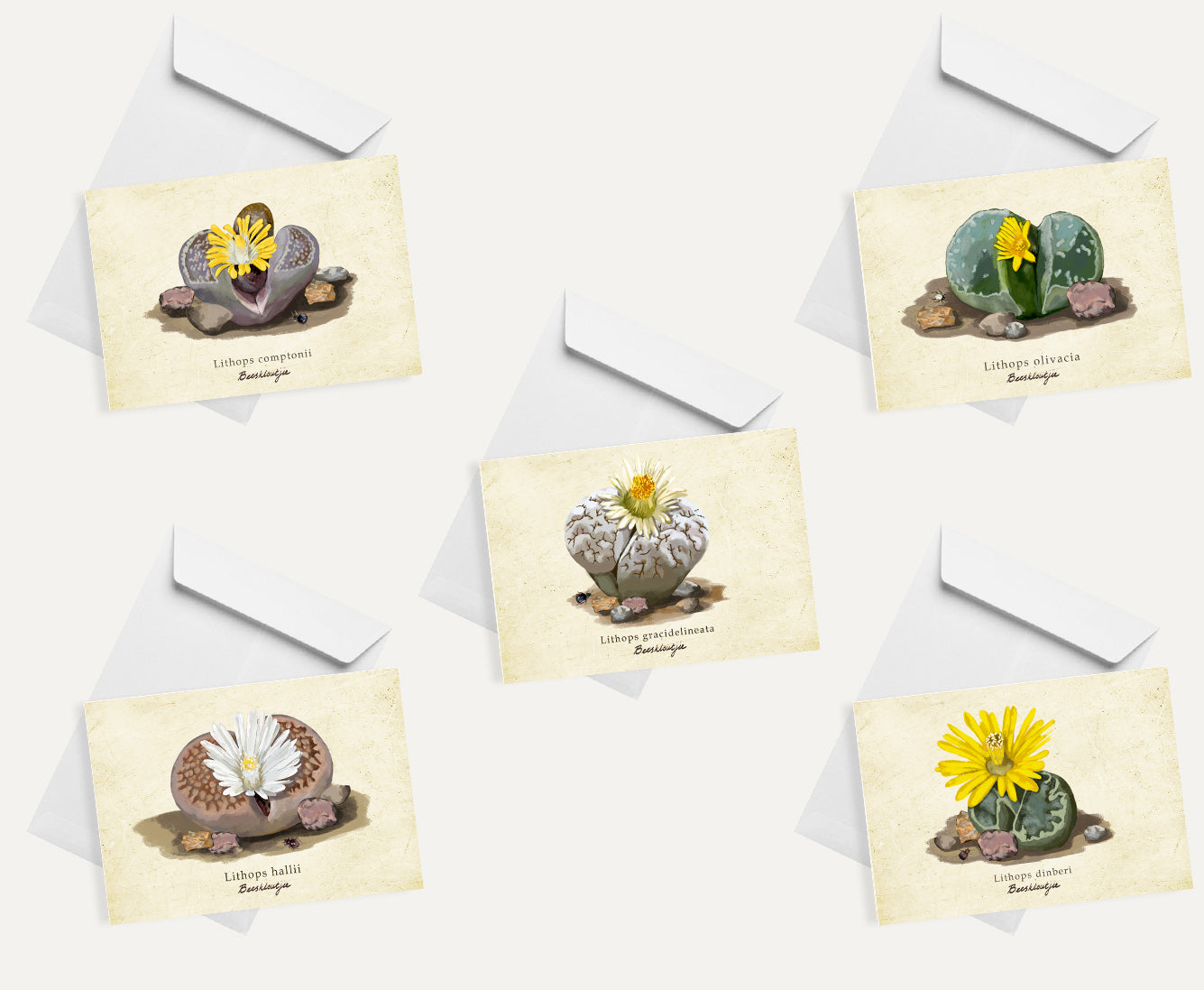 Lithops Card Bundle Small on a Vintage Background