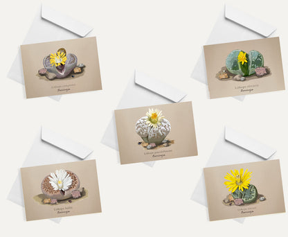 Lithops Card Bundle Small on Brown