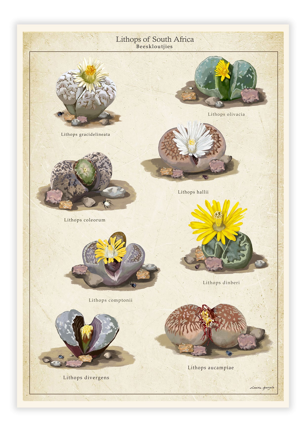 Lithops Collection on a Vintage Background