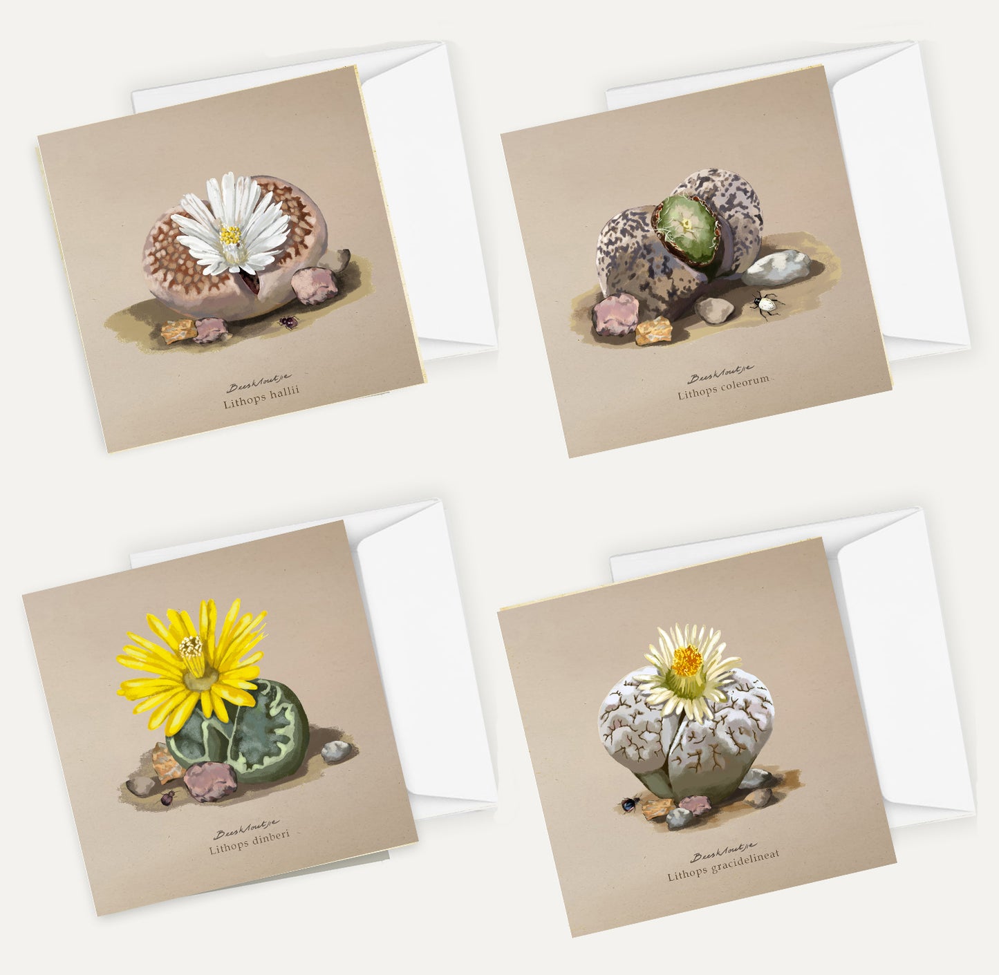 Lithops Card Bundle Big on Brown
