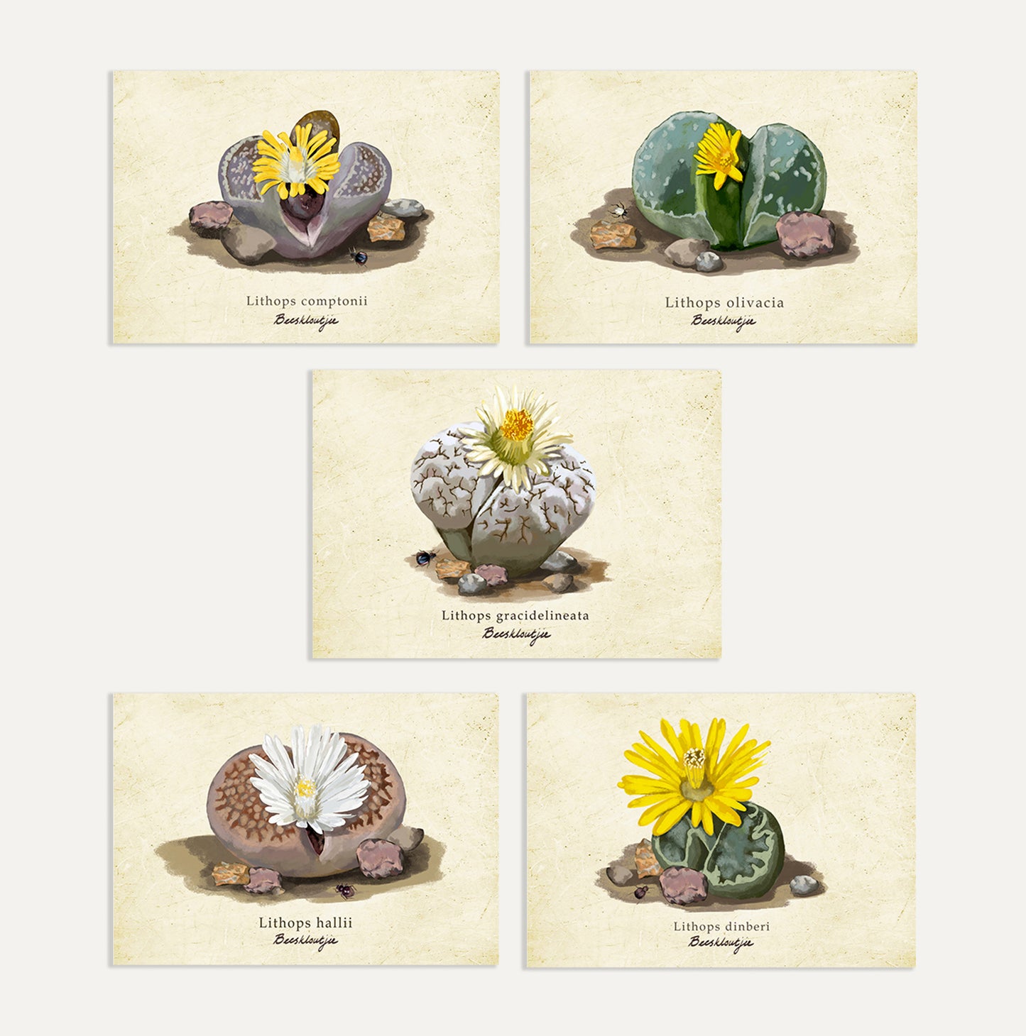 Lithops Card Bundle Small on a Vintage Background