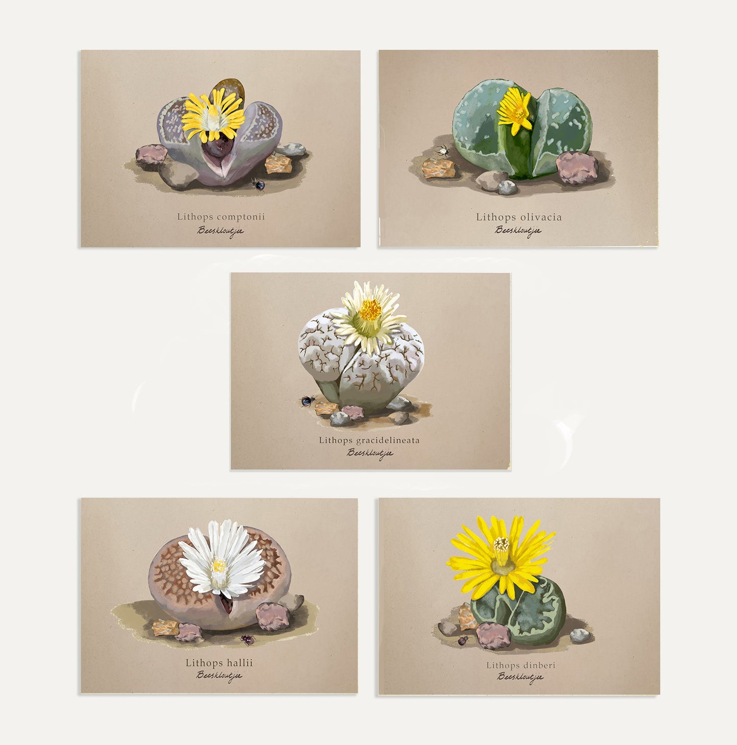 Lithops Card Bundle Small on Brown