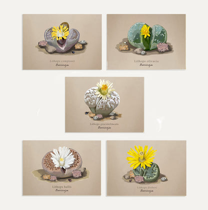 Lithops Card Bundle Small on Brown