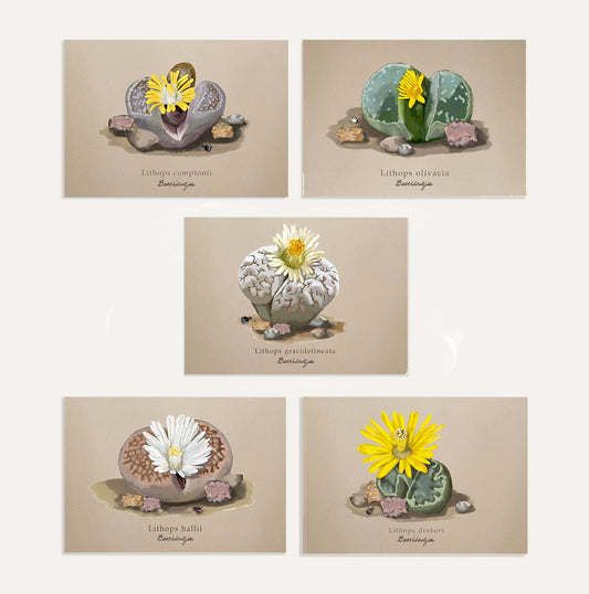 Lithops Card Bundle Small on Brown